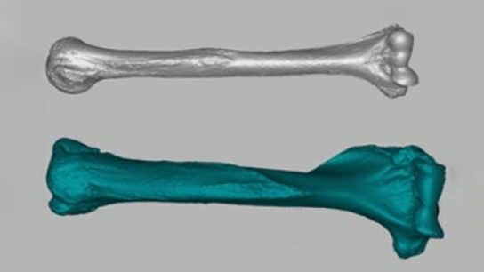 Forentics