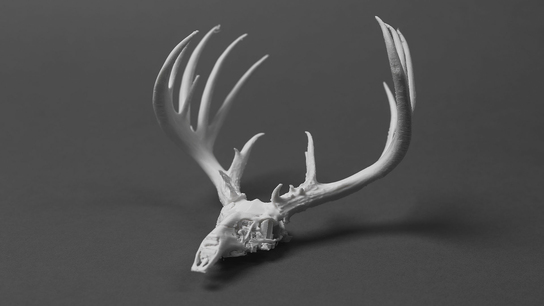 Deer antlers