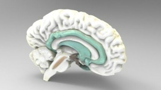 3D anatomical models available for download and 3D printing from Threeding.com for medical training and research