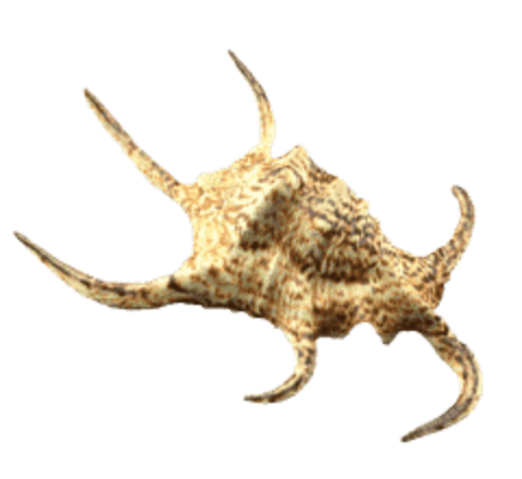 Sea shell