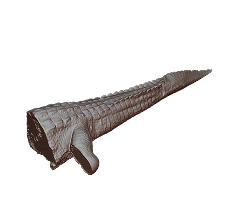 Alligator tail