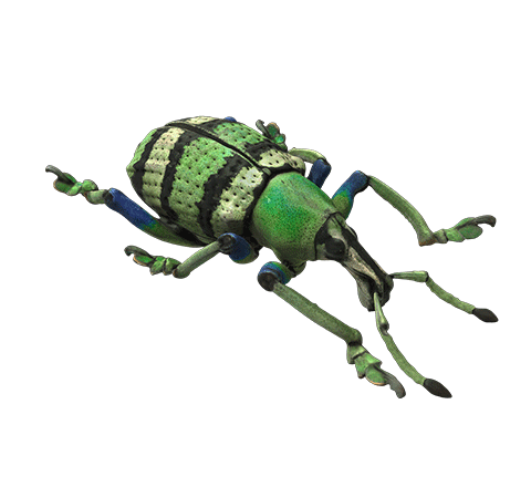 Beetle