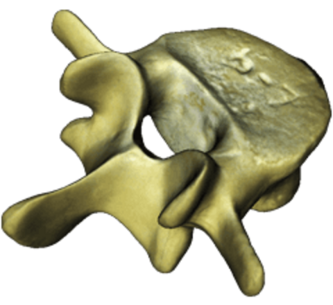 Spinal bone