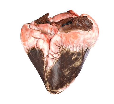 Bovine heart