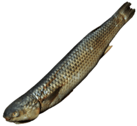 Fish
