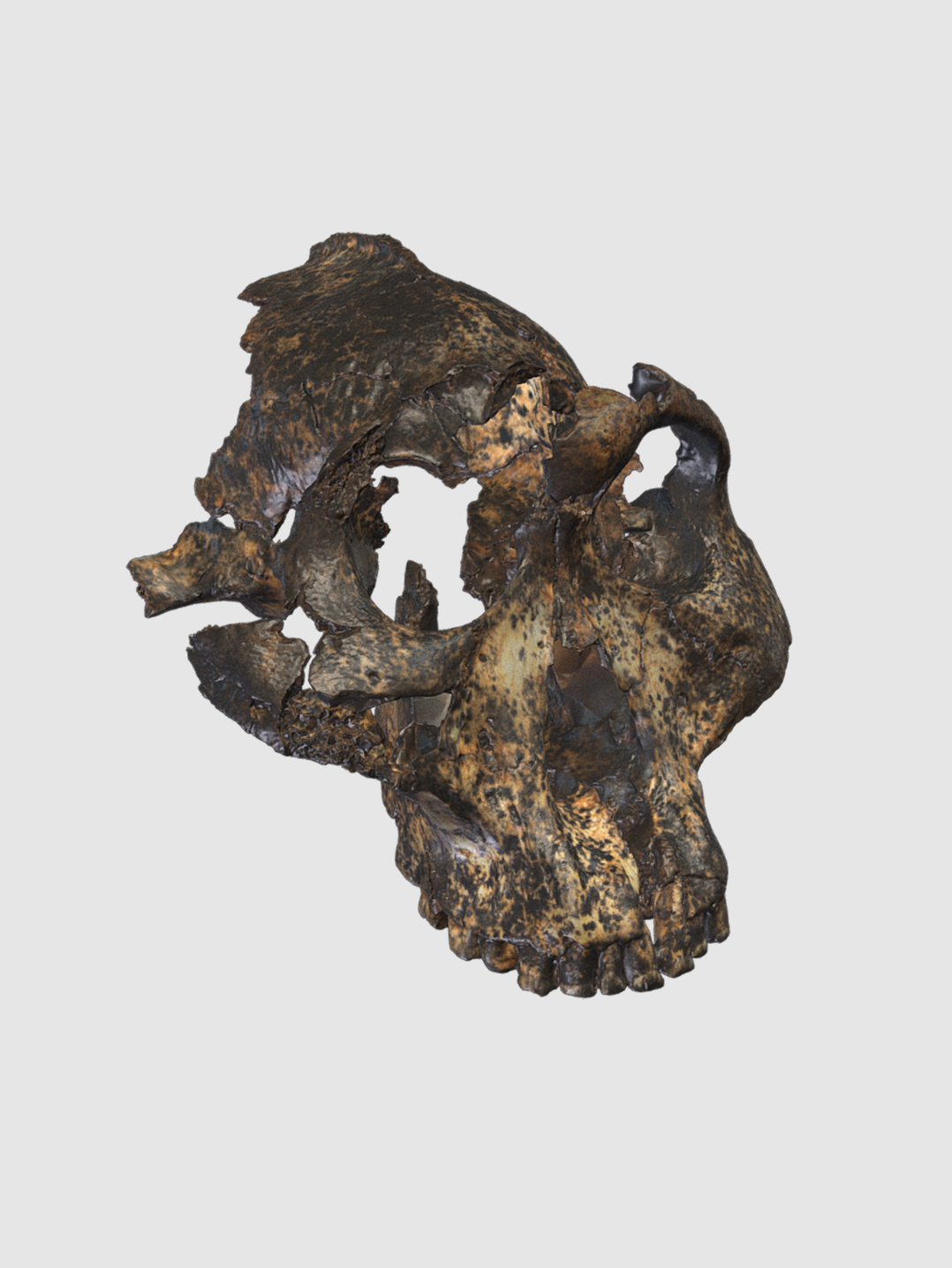 Scanning bones to reconstruct the appearance of people and animals