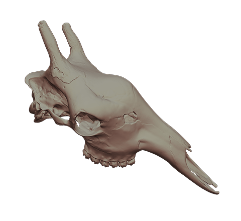 Giraffe skull