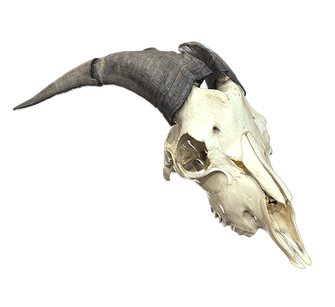 Goat skull
