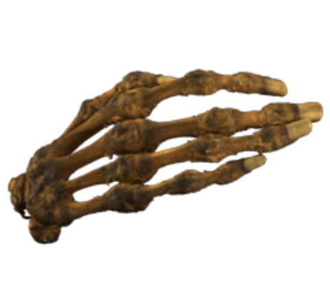 Hand bones with nails