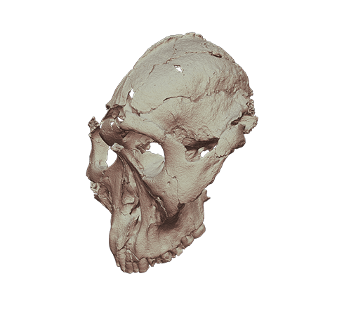 Hominid skull