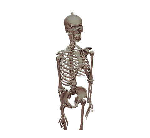 Human skeleton HD