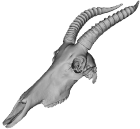 Damaliscus Korrigum