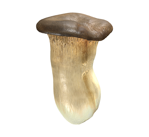 Mushroom (pleurotus eryngii)