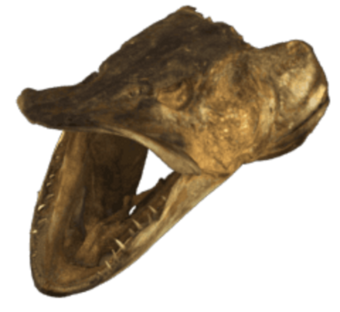 Pike fish head