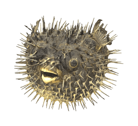 Puffer Fish