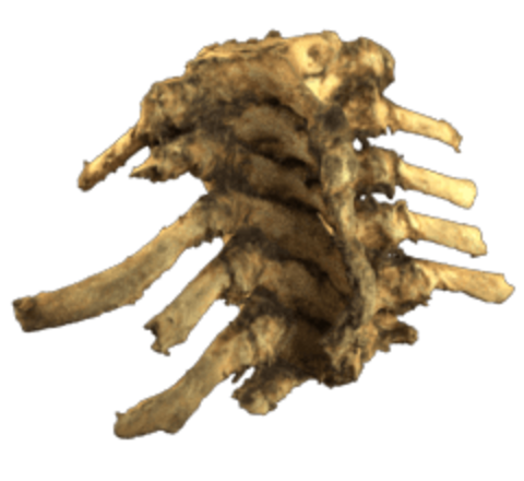 Part of backbone and ribs
