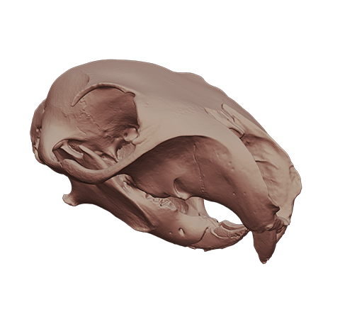 Squirrel skull