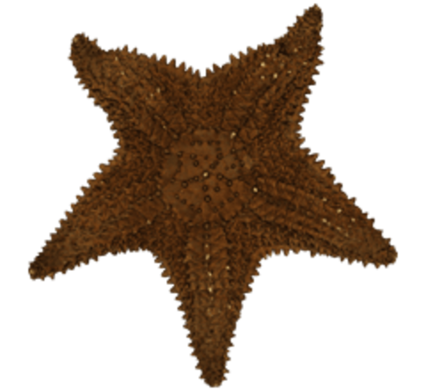 Starfish
