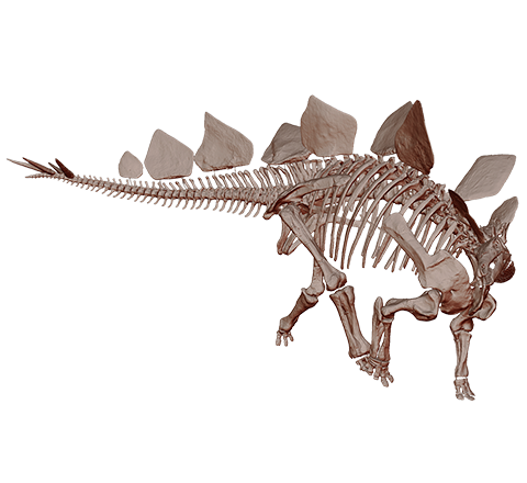 Stegosaurus Skeleton