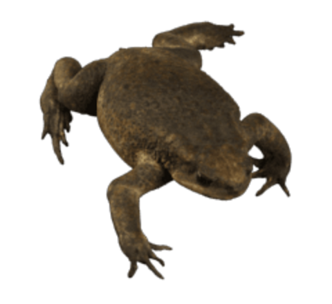 Large female cane toad