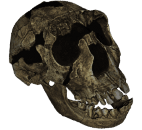 Turkana Boy